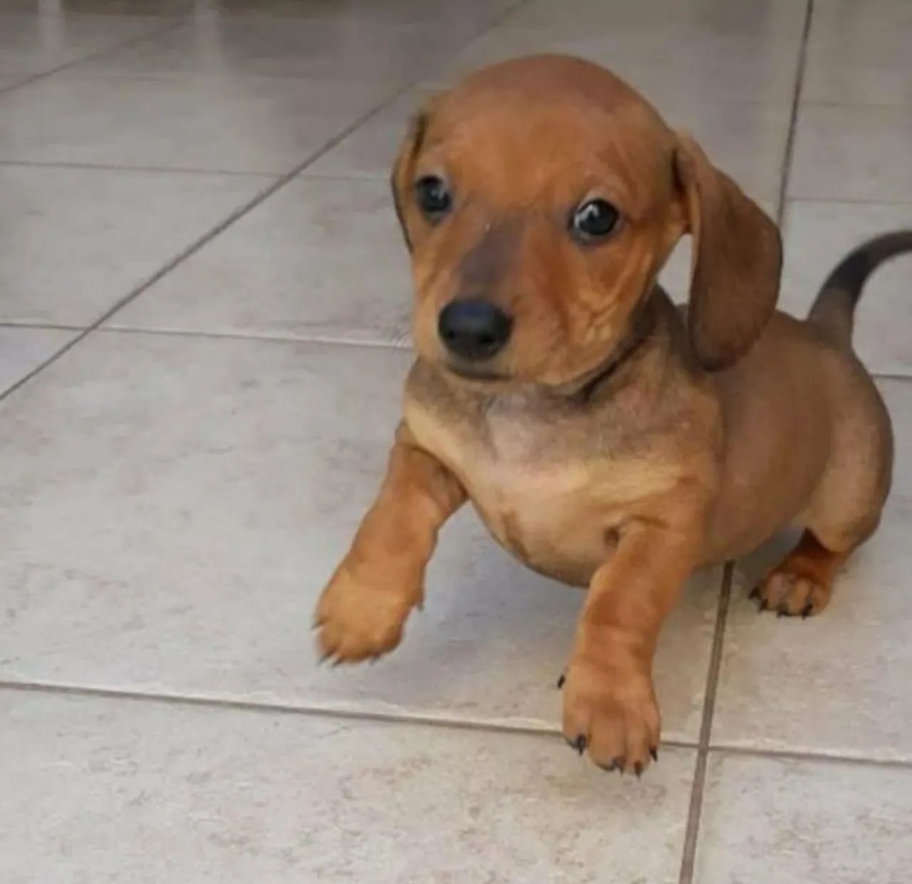 Basset Teckel Macho e Fêmea