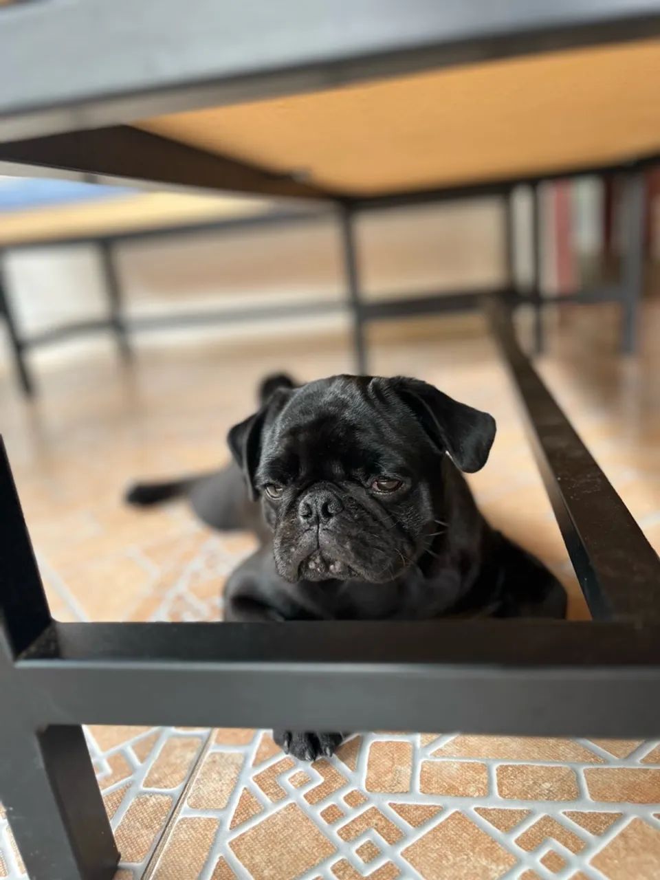 Cachorro pug macho  - Foto 5