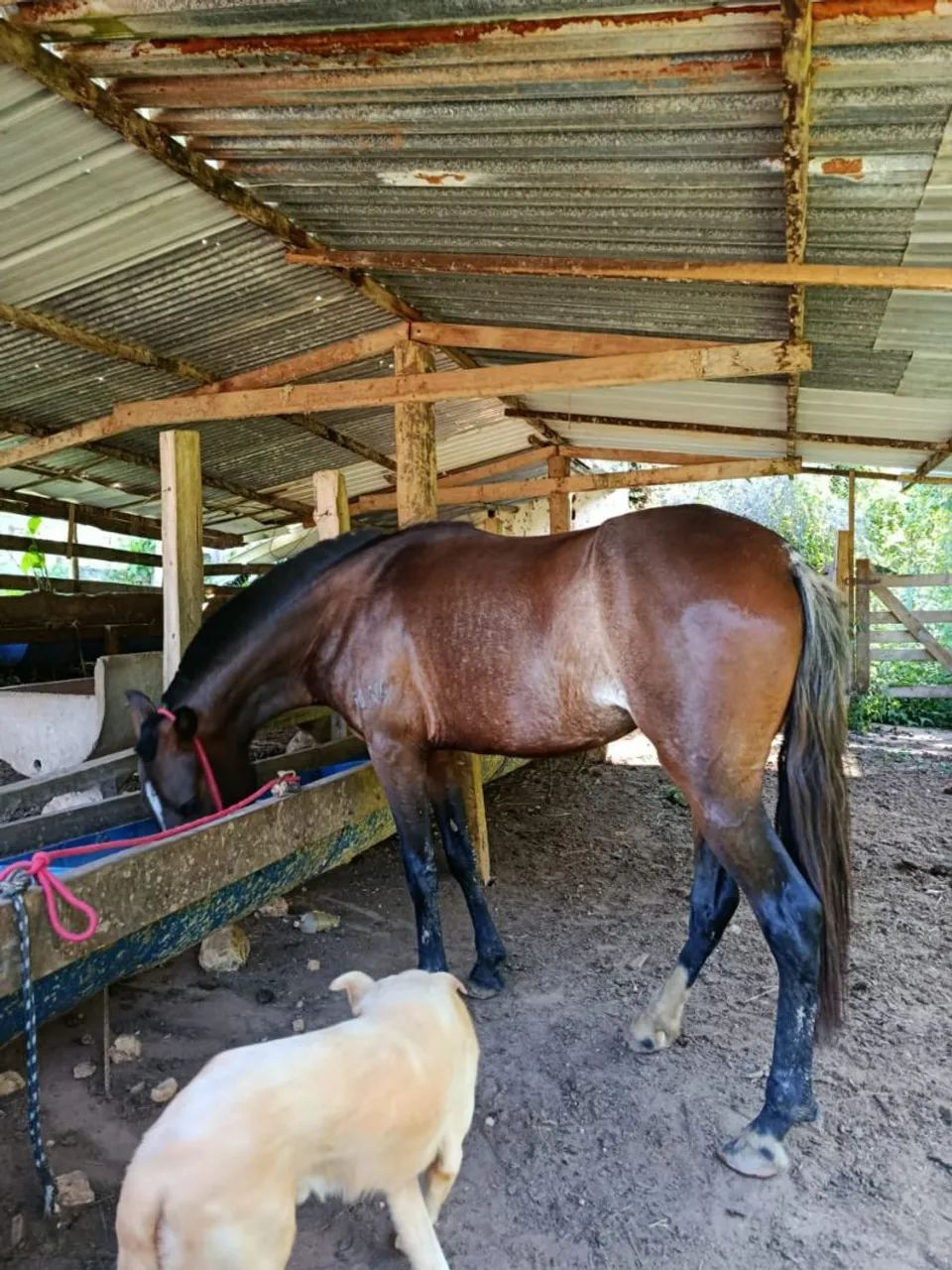 POTRA MANGALARGA MARCHADOR REGISTRADA  - Foto 2