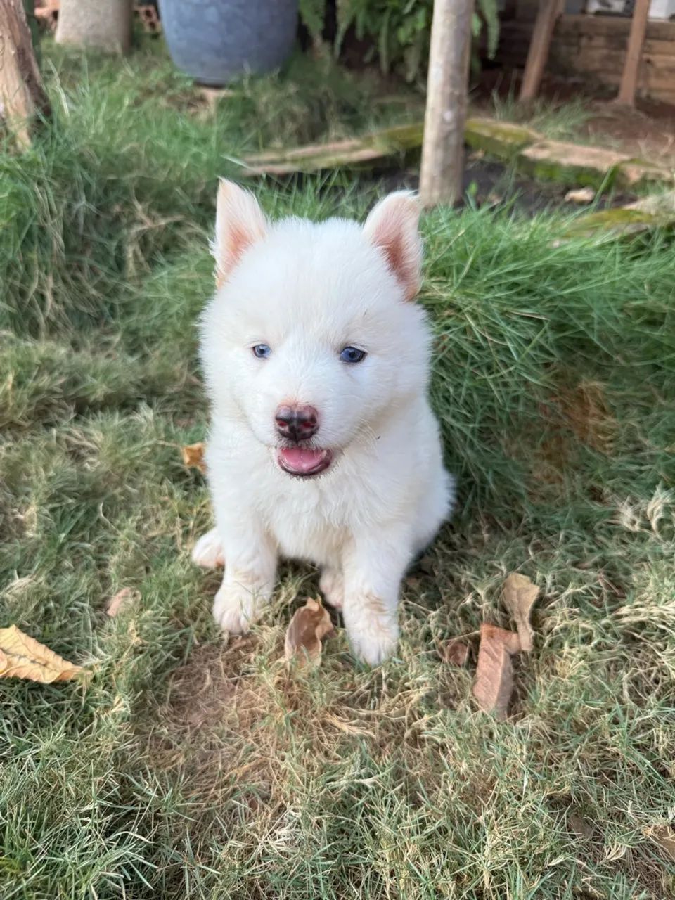 Filhotes Akita Inu 