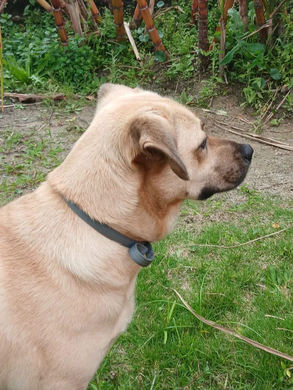 Doação cachorrinho  - Foto 4