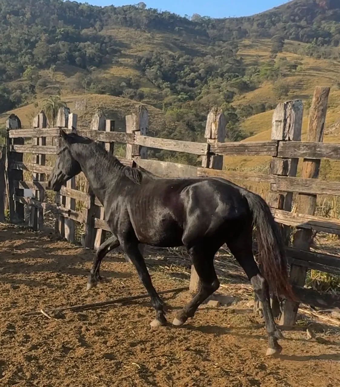 Vendo cavalos  - Foto 4