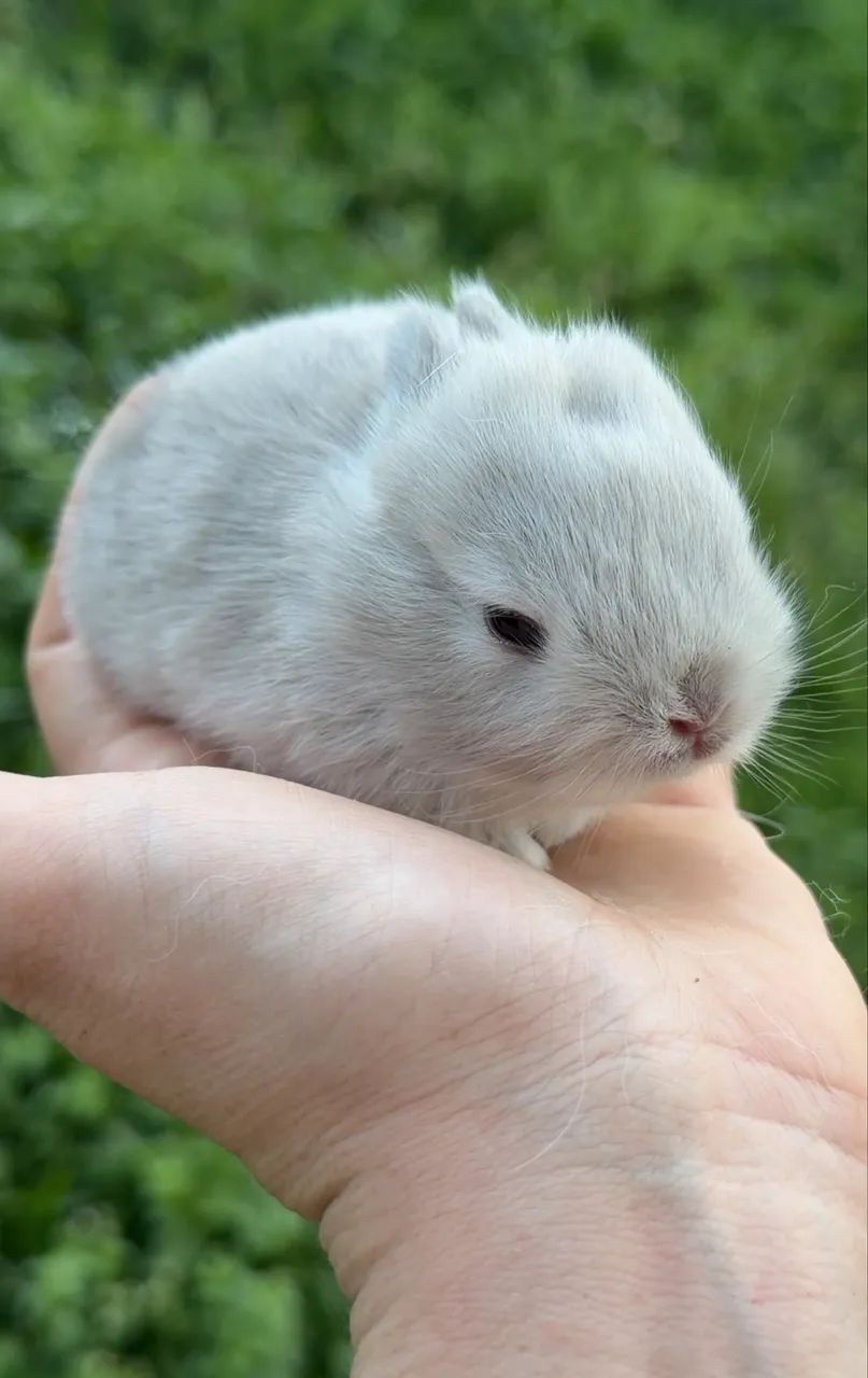 Coelhos mini  - Foto 3