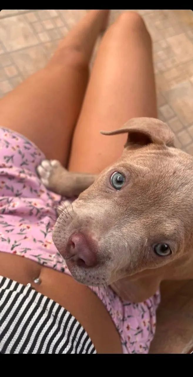  cachorro Pitbull 