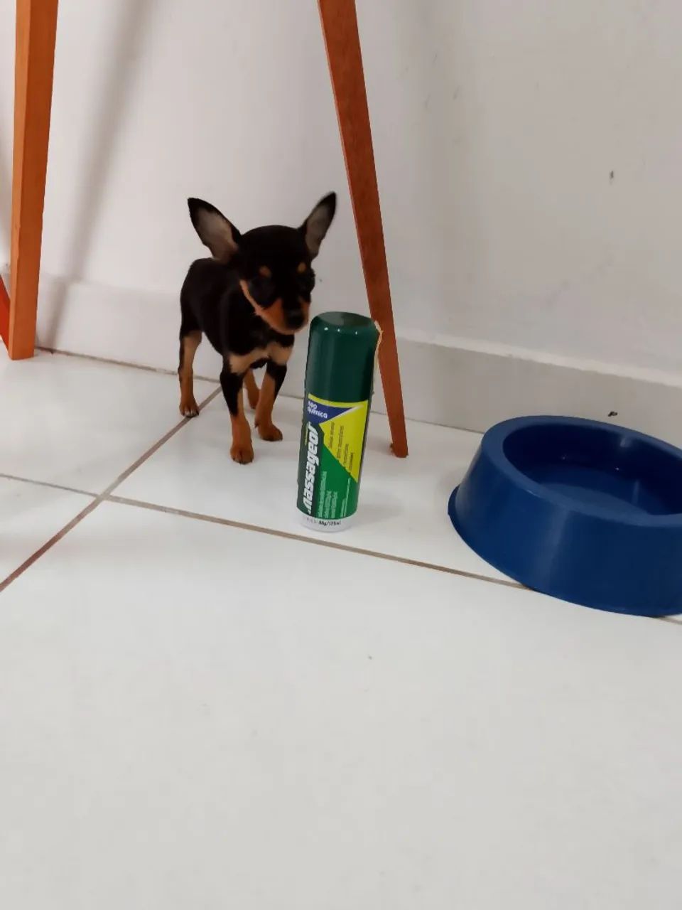 Pinscher miniatura 00 original  - Foto 4