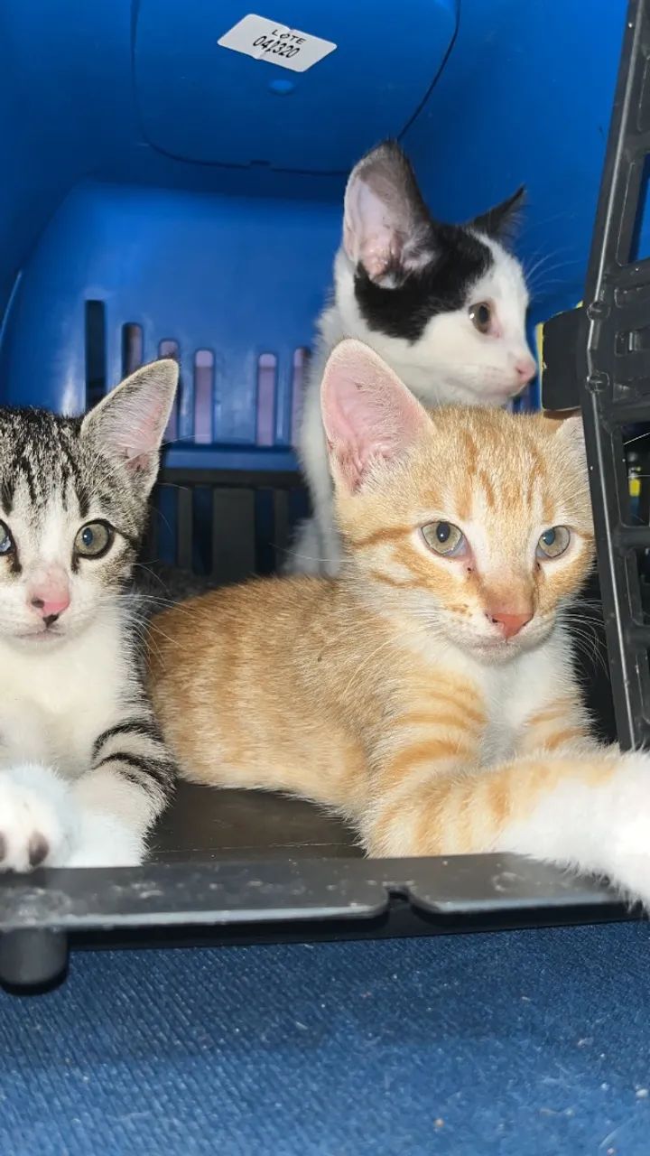 Doação de gatos machos