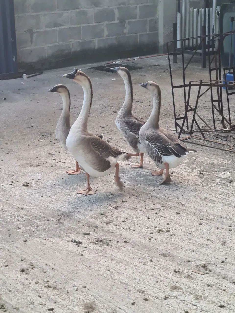 2 casais de gansos africanos 