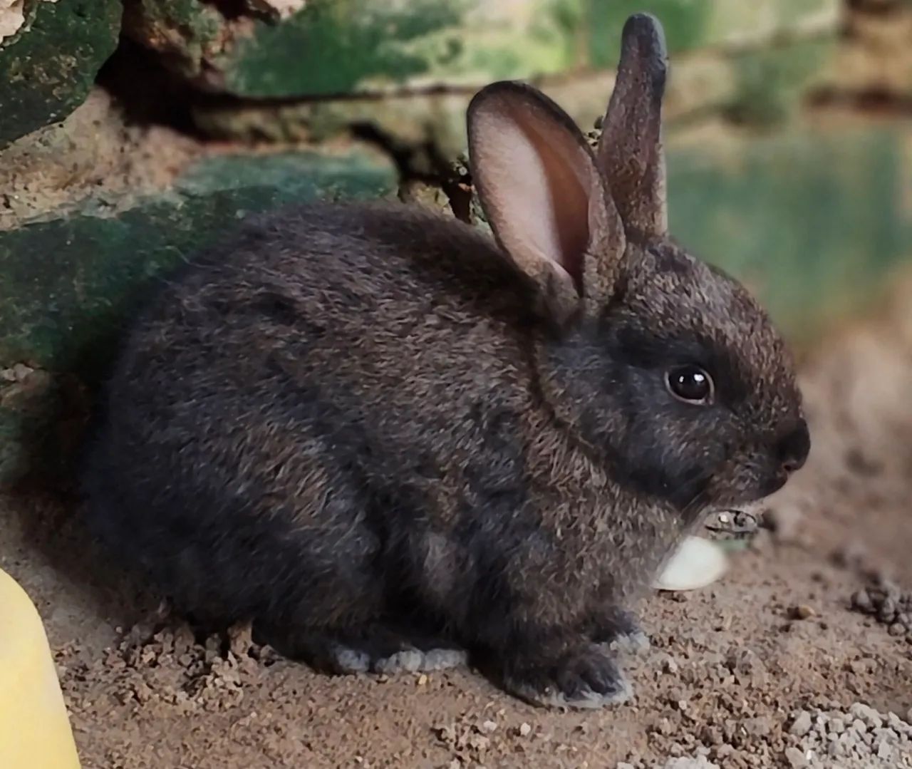 Coelhinho filhote  - Foto 3