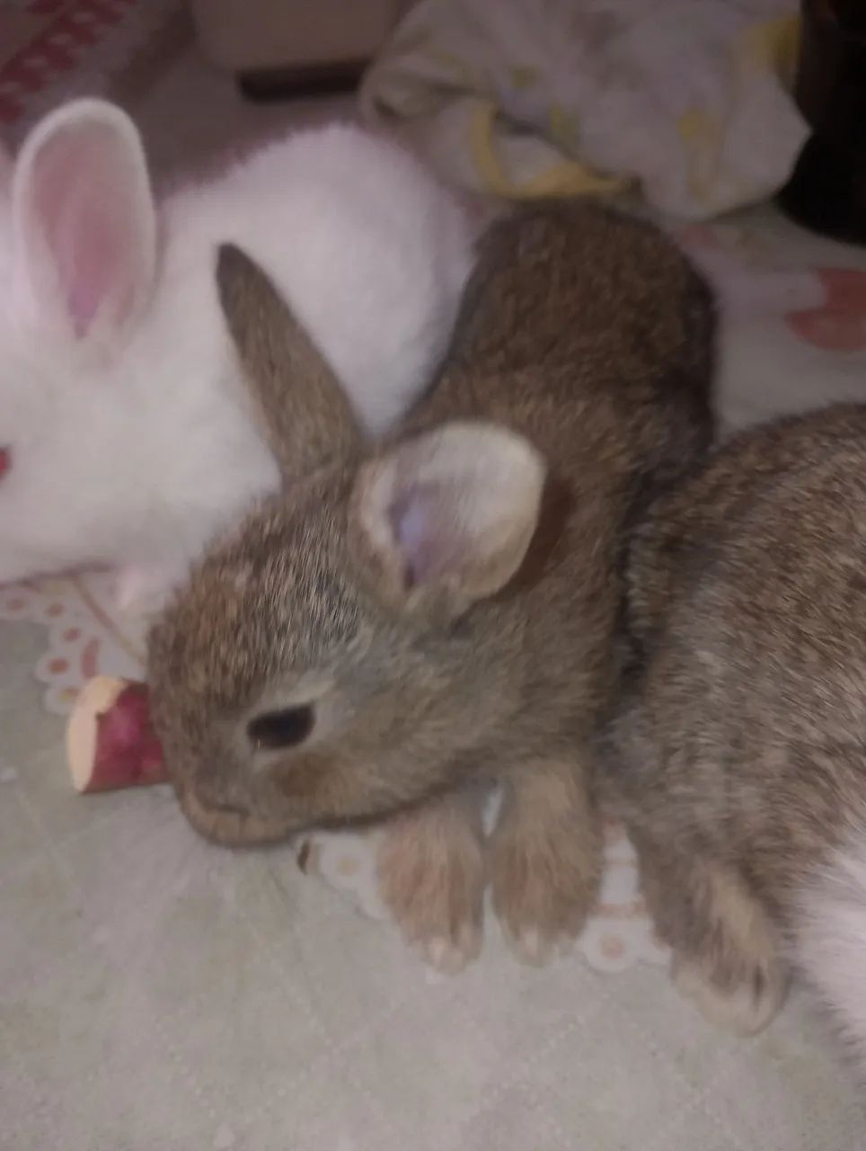 Coelhos65203908050307120