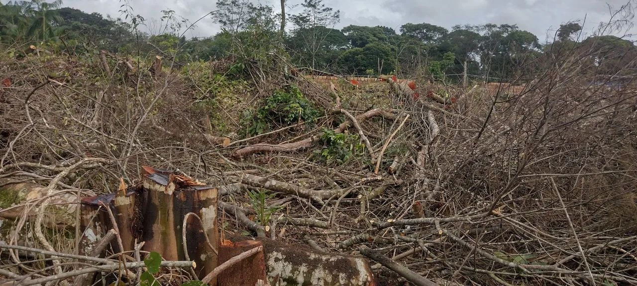  Corte, poda e retirada  de Árvores e vegetais em geral . - Foto 3