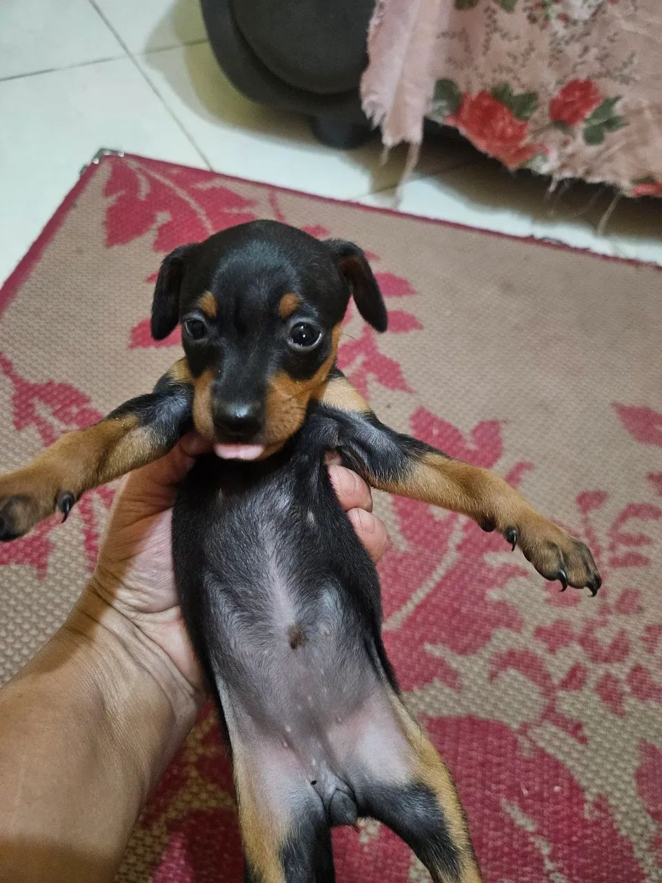 Pincher tamanho 2 - Foto 3