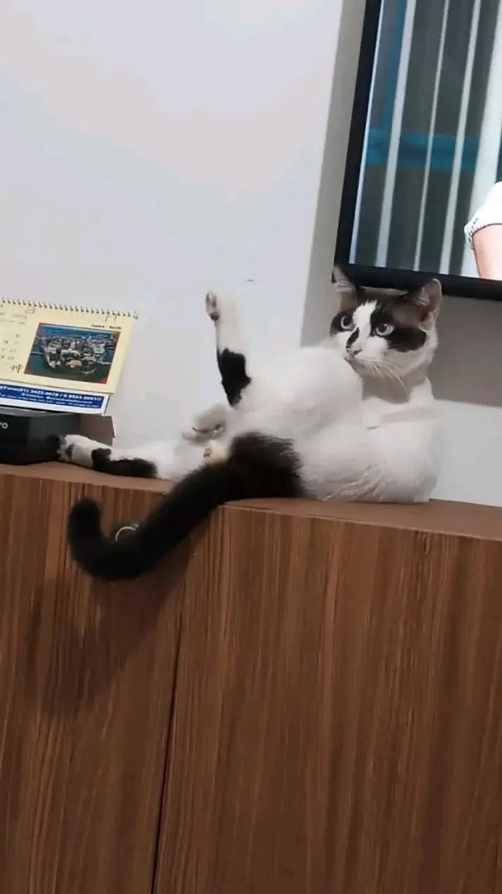 Gato para Adoção  - Foto 3