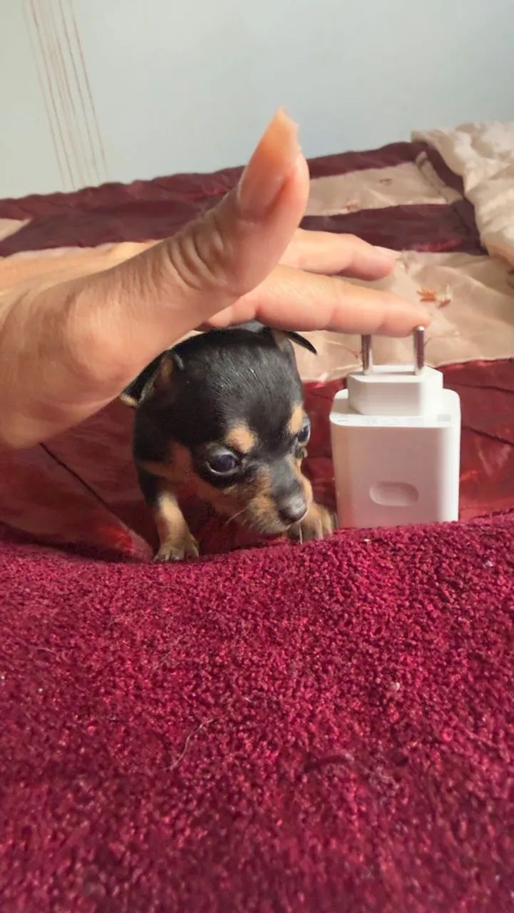 Pinscher Fêmea zero a pronta entrega  - Foto 2