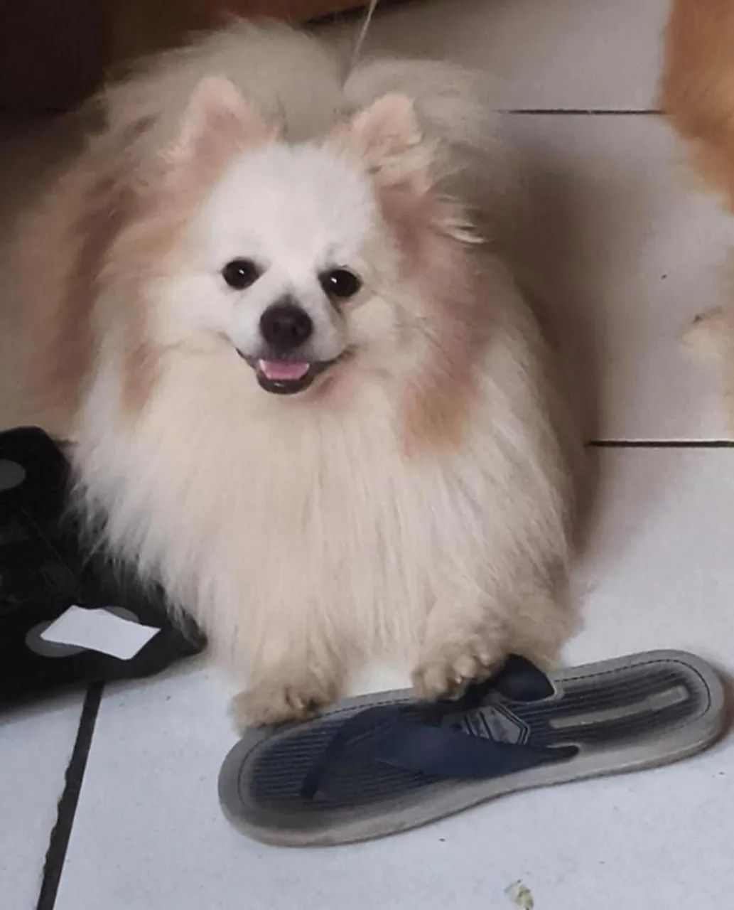 Spitz Alemão Adulto Macho