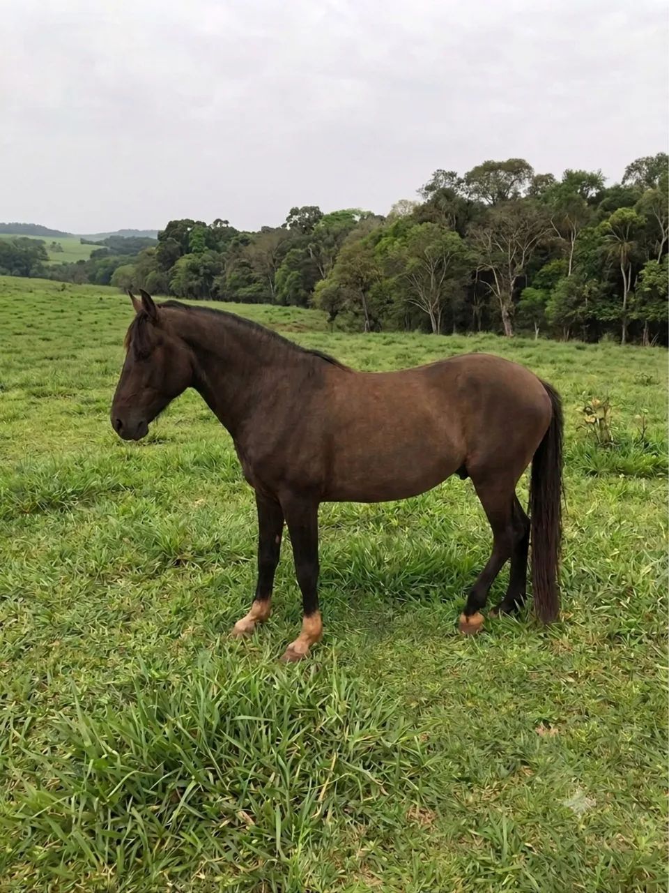 Cavalo - Foto 3