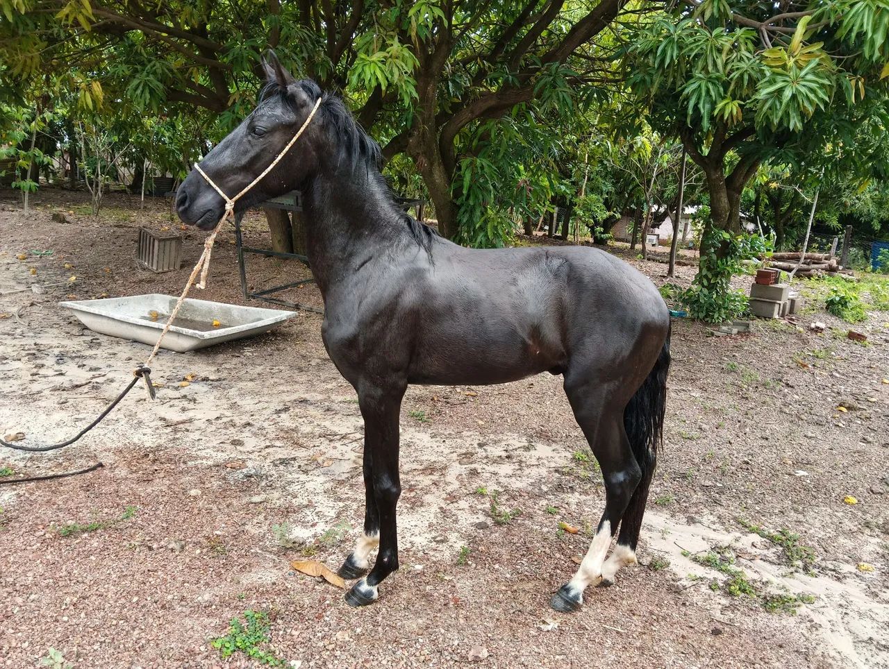 Vendo 2 anos e 2 messes leia anúncio !  - Foto 4