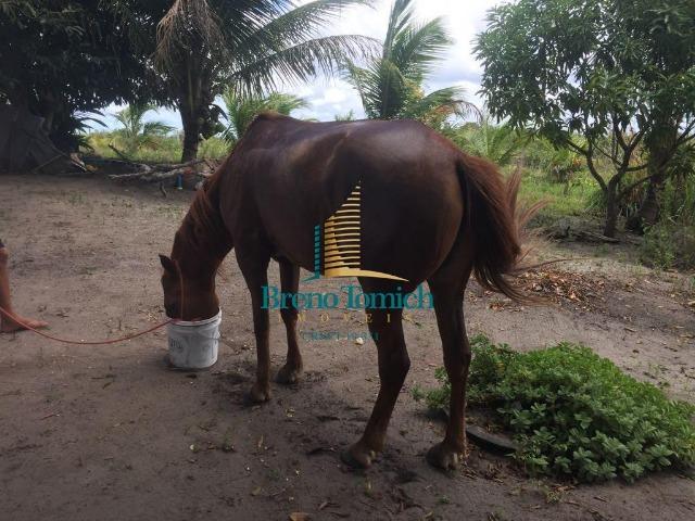 Fazenda em Belmonte-BA - Foto 2