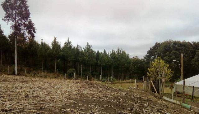 Sítio na Vila Rural (Queimadas) em Inácio Martins - Área: 5,044.09 m² - Foto 3