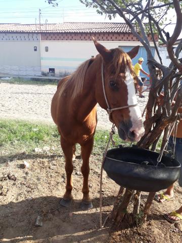 Vendo potro quarto de milha - Foto 2