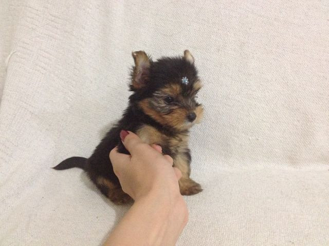 Oportunidade com Seguranca Yorkshire Babys