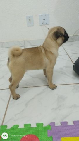 Vendo um cão da raça Pug com 3 meses de idade no particular - Foto 2