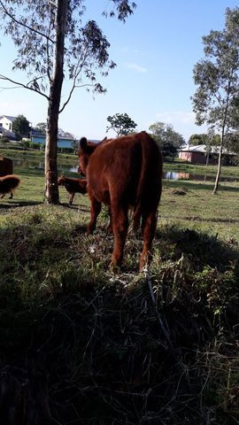 Tourinho Red Angus - Foto 4