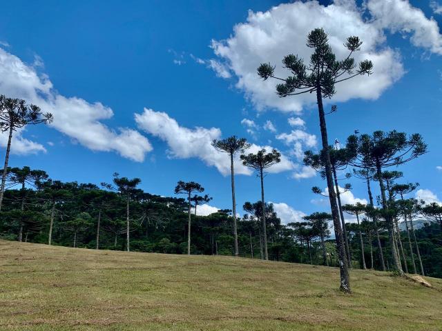 Chácara em Urubici/ terreno em Urubici/ Urubici - Foto 7