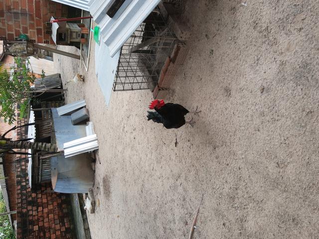 Aves - Foto 3