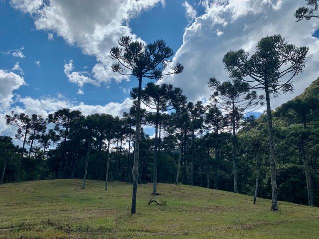 Chácara em Urubici/ terreno em Urubici/ Urubici - Foto 14