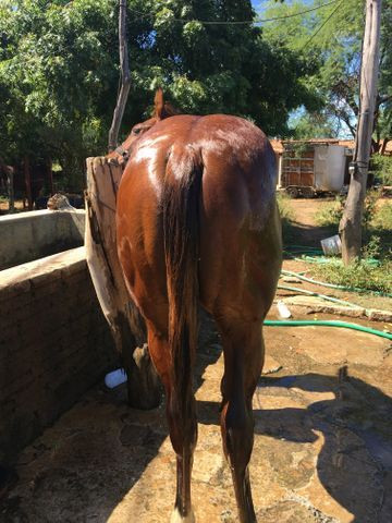 Linda Potra Quarta de Milha QM P.O