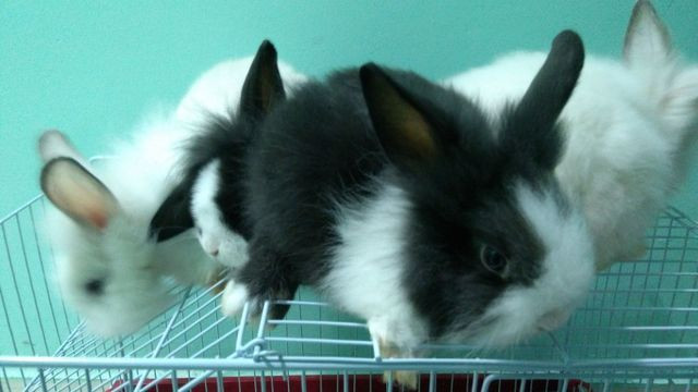 Mini coelhos Lion - Foto 3