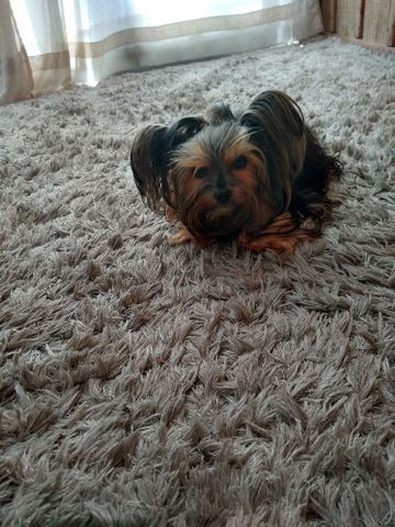 Vendo filhote de Yorkshire micro mini reserva já o seu pet - Foto 2