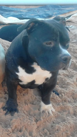 American Bully - Foto 2