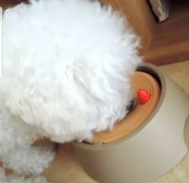 Bebedouro inteligente pet - Foto 6