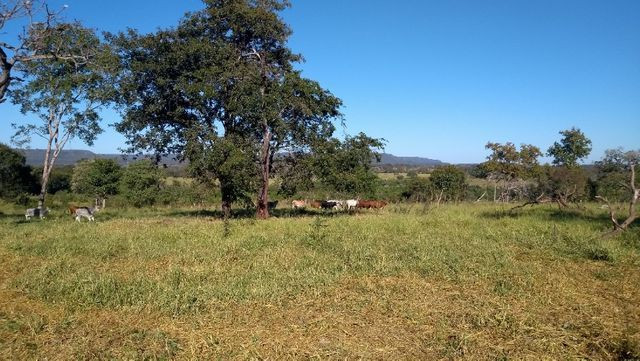 "Ótimo sítio 35 ha" - Sidrolândia MS, Brasil - Foto 4