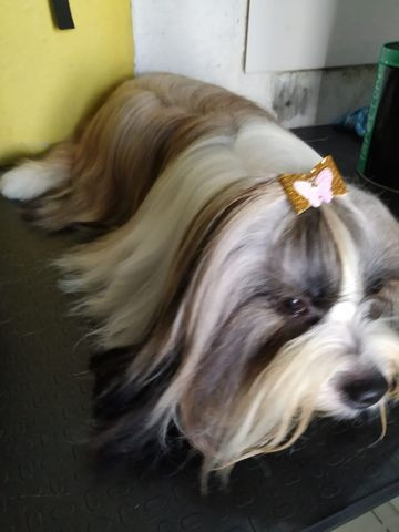 Procura-se namorada para Lhasa apso - Foto 6