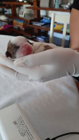 Filhote shiguela tzu - Foto 4