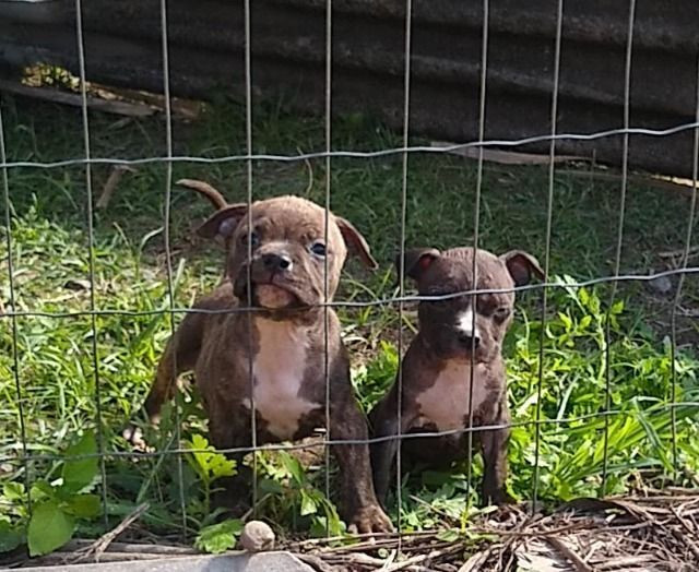 Vendo Filhotes de American Bully recém nascidos!