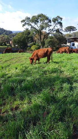 Tourinho Red Angus - Foto 6