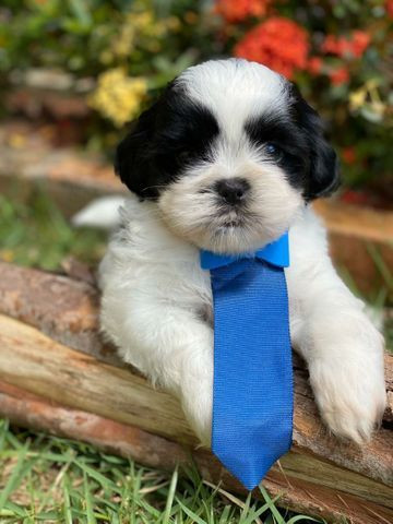 Microchipados Atestado de Saúde e Pedigree grátis Shih Tzu - Foto 5