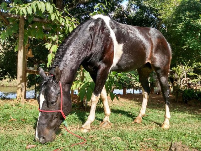 CAVALO PAINT HORSE (ACEITO TROCAS)