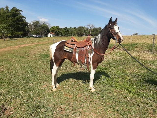 Cavalo pampa - Foto 2