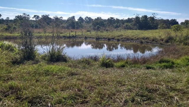 "Ótimo sítio 35 ha" - Sidrolândia MS, Brasil - Foto 9