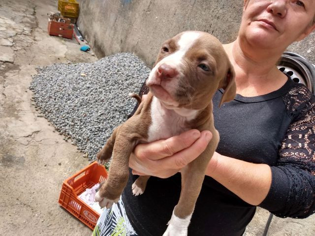 Lindos filhotes de Pit Bull 550