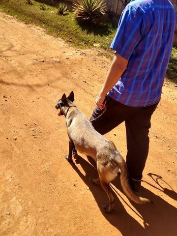 Pastor Belga de Malinois - Foto 4