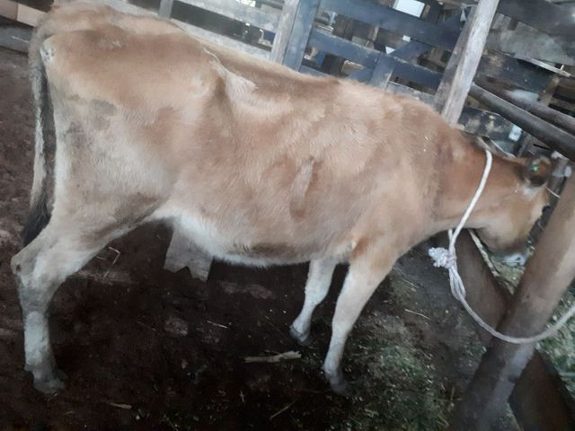 Vaca mansa com bezerro - Foto 3