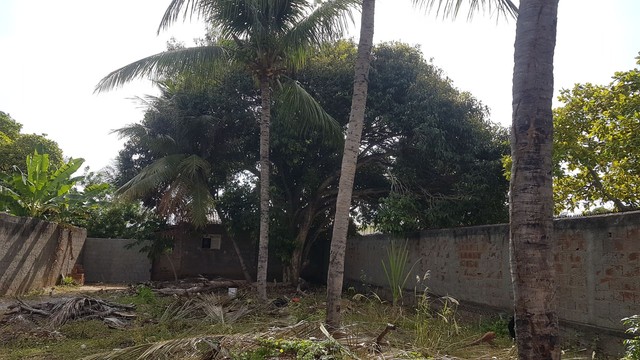 Poda de árvores limpeza de coqueiro e remoção de árvores  - Foto 3