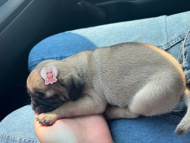 Filhote Pug Fêmea  - Foto 3