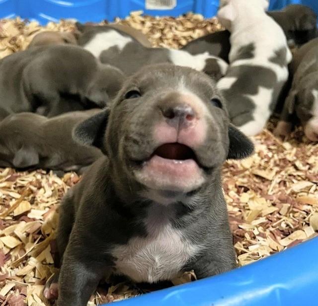 American Bully filhotes disponíveis.