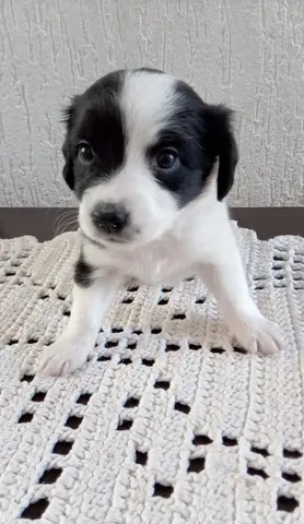 Linda ninhada de Border Collie Blue Merle tricolor